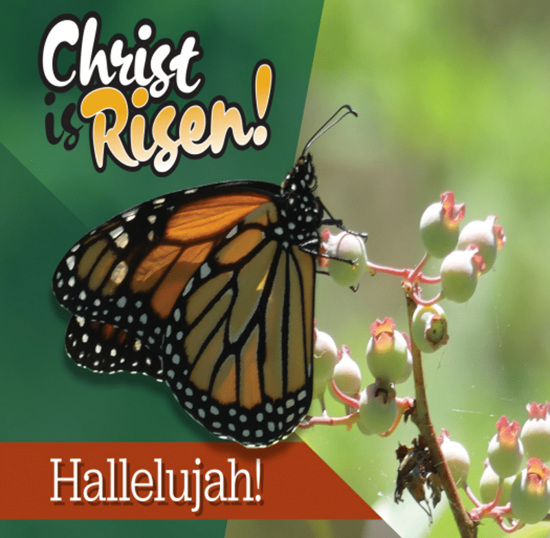 A monarch butterfly perches on a flowering plant. Above it in white and orange are the words "Christ is Risen!" Below it is "Hallelujah!"